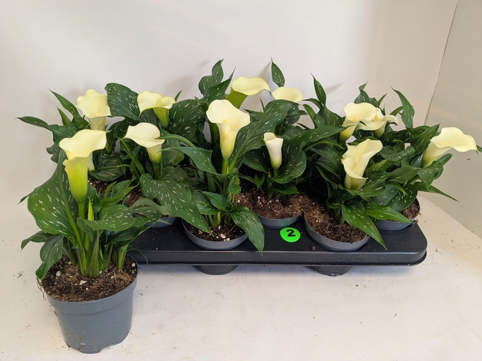 <h4>ZANT CAPT FRESCO</h4>