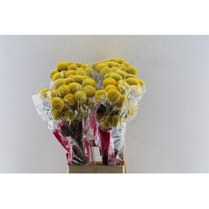 Craspedia Paintball Pop Xxl