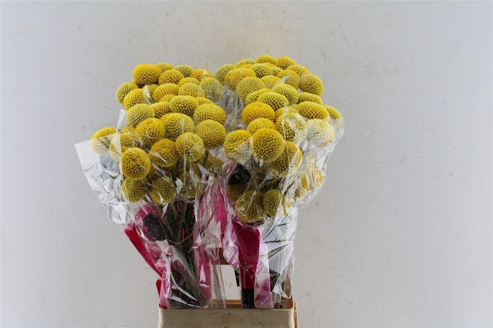 <h4>Craspedia Paintball Pop Xxl</h4>