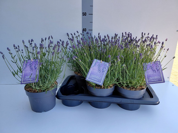 <h4>Lavandula angus. 'Essence Pure'</h4>