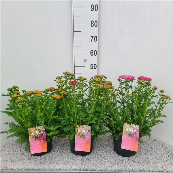 <h4>Achillea Skysail Mix P19</h4>