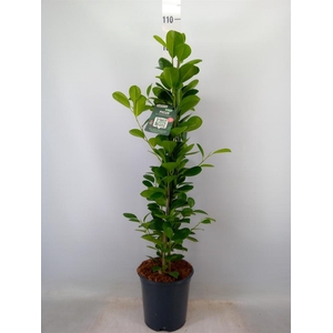 Ficus microcarpa 'Moclame'