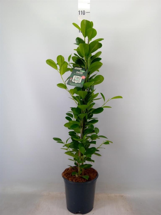 <h4>Ficus microcarpa 'Moclame'</h4>