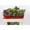 Hypericum Rainbow Romance Spray