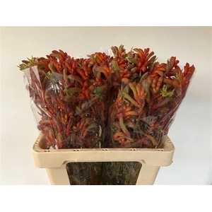 ANIGOZ RAMP ROY SLAV