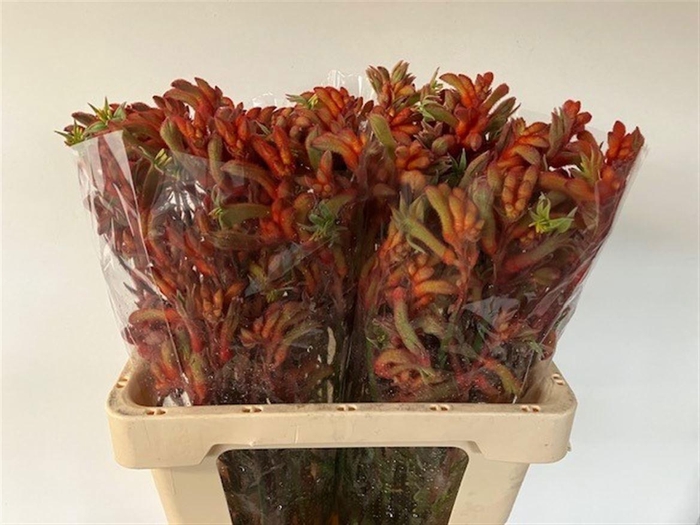 <h4>ANIGOZ RAMP ROY SLAV</h4>