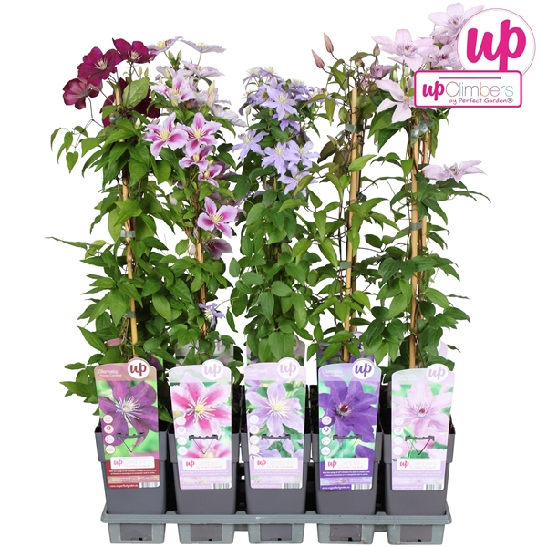 <h4>Clematis mix tray grootbloemig P15</h4>