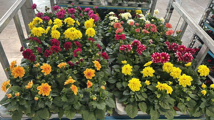 <h4>DAHLIA ROYAL GEM</h4>