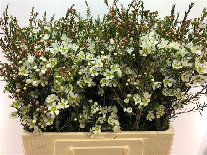 <h4>Chame Me Sirius</h4>