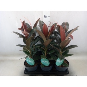 Ficus elastica 'Melany'