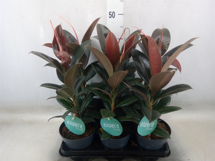 <h4>Ficus elastica 'Melany'</h4>