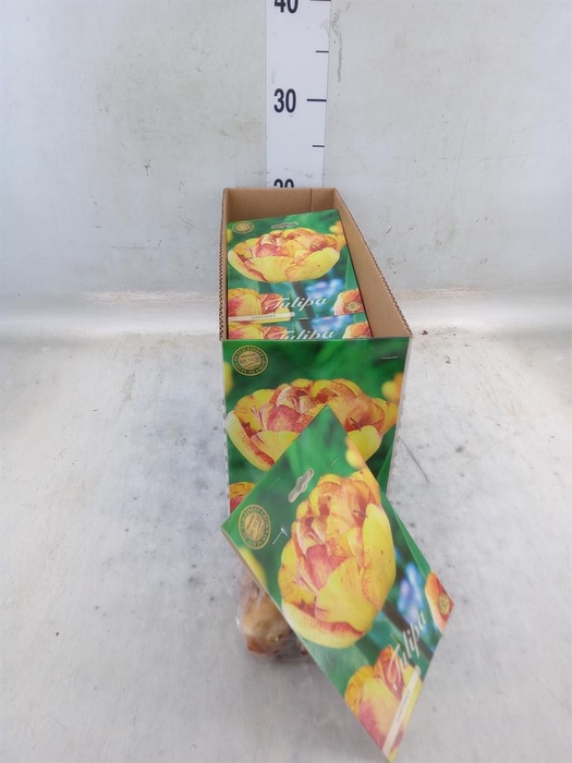 <h4>Tulipa ...flowerbulbs</h4>