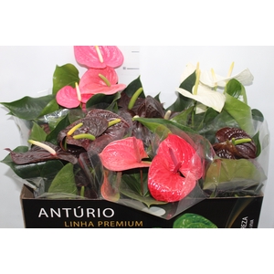 ANTHURIUM VARIADO P17 PREMIUM