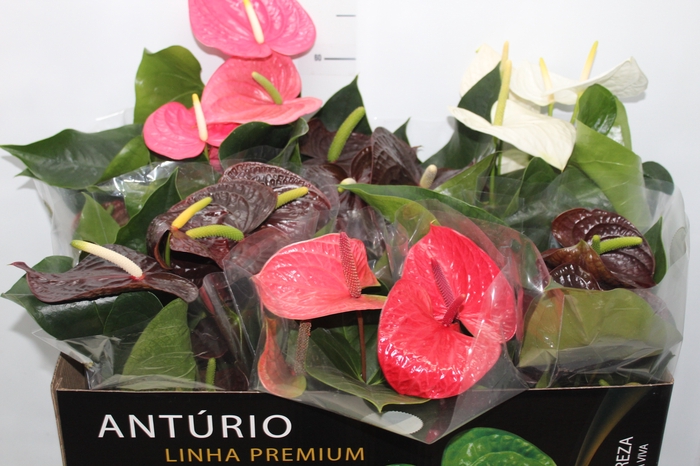 <h4>ANTHURIUM VARIADO P17 PREMIUM</h4>