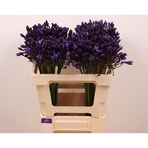 Agapanthus 'Everpanthus Popp Star'