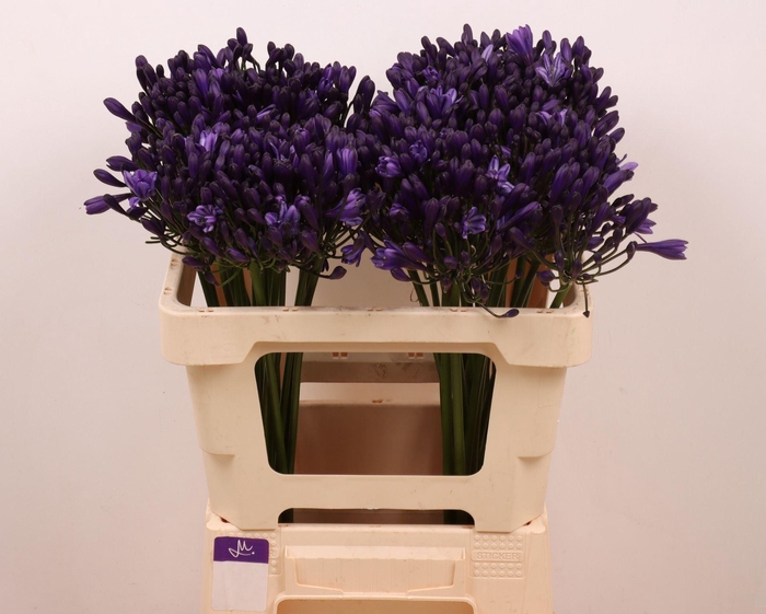 <h4>Agapanthus 'Everpanthus Popp Star'</h4>