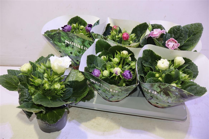 <h4>Sinn Sonata Gem</h4>