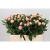 Paeonia Raspberry Sundae