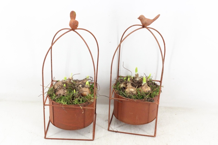 <h4>arr4 Narcis PL - Vogelkooi roest 338/6</h4>