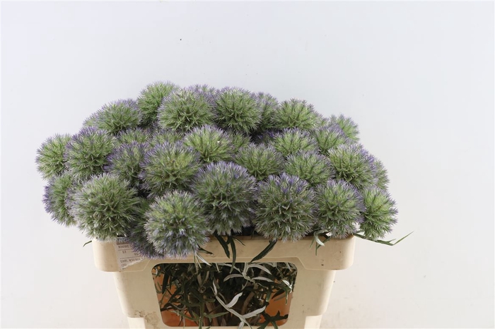 <h4>Eryngium Singel 50cm Per Tak</h4>