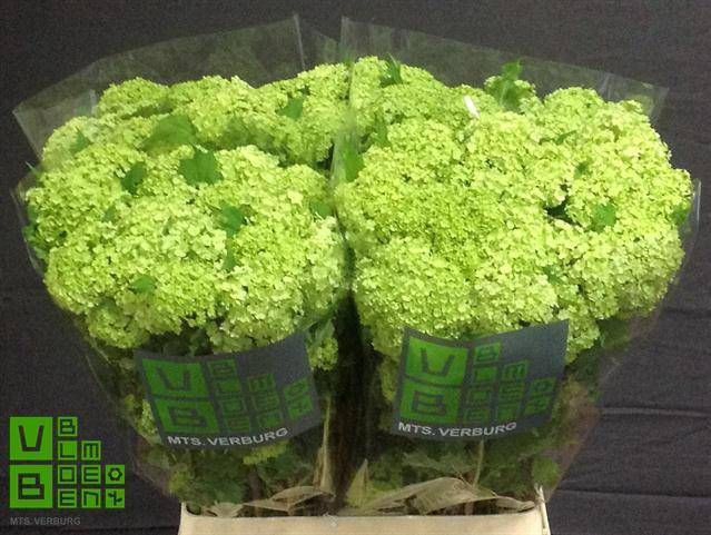 <h4>VIBURNUM ROSEUM ST</h4>