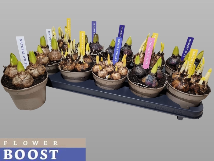 <h4>BOLBLOEMEN GEM</h4>