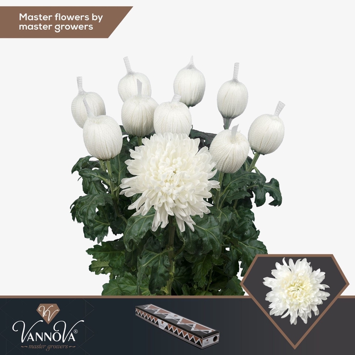 <h4>Chrysanthemum PL 'Antonov'</h4>