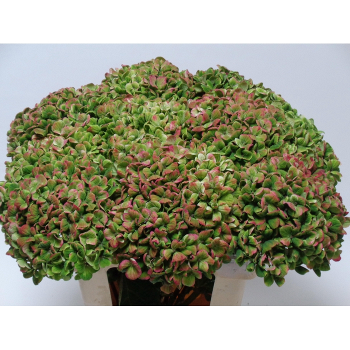 <h4>Hydr M Mag Coral Cl</h4>
