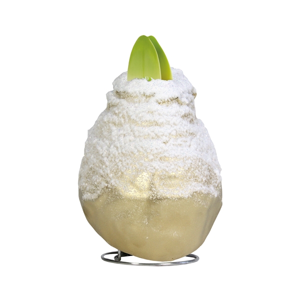 <h4>Amaryllis Touch of Wax Snow Gold 6x1, rode bloem, Tray236</h4>