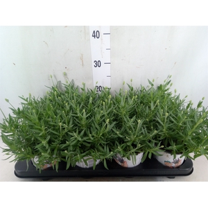 Lavandula angus.