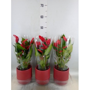 Anthurium  'Banderola Lava'