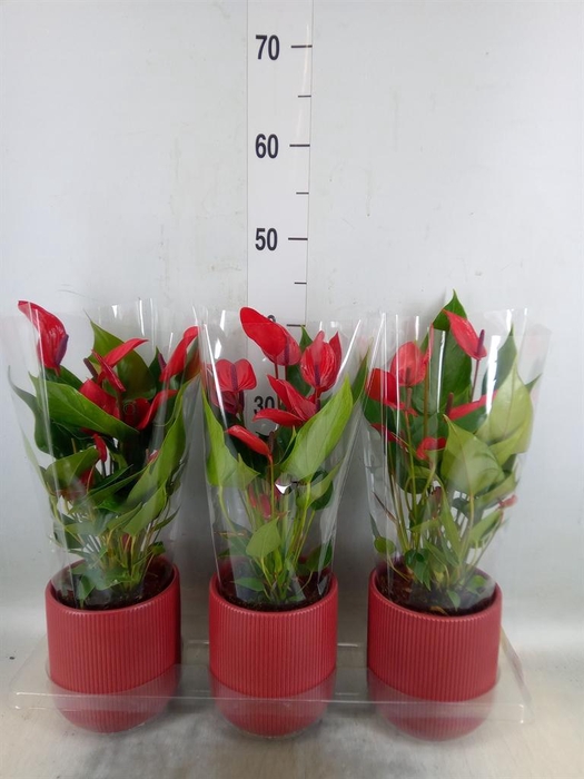 <h4>Anthurium  'Banderola Lava'</h4>