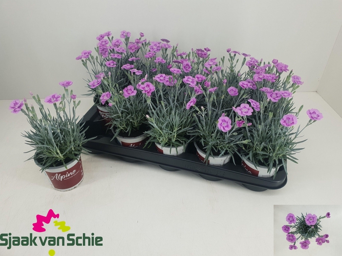 <h4>DIAN AZTEC STAR</h4>