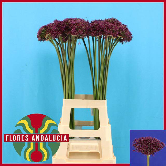 <h4>Allium Cherry</h4>