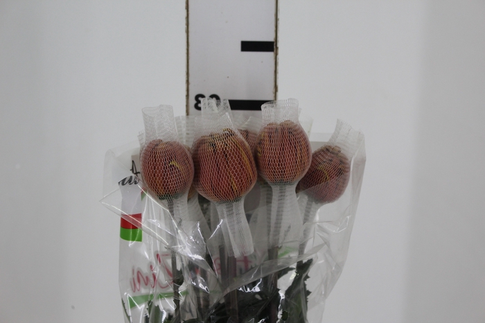 <h4>ANASTASIA DARK FUEGO 080 CM</h4>