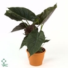 Alocasia Wentii P12