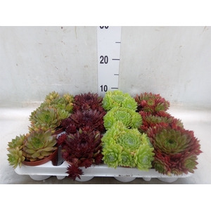 Sempervivum   ...