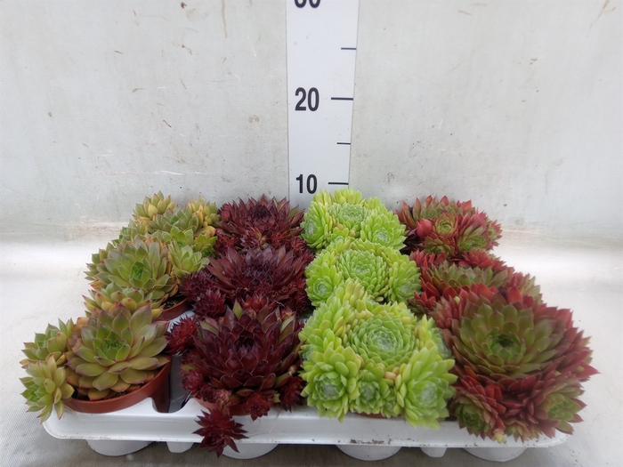 <h4>Sempervivum   ...</h4>