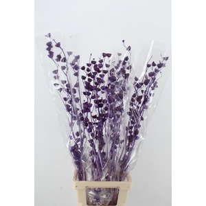 DF Lavatera Bs Purple 120g