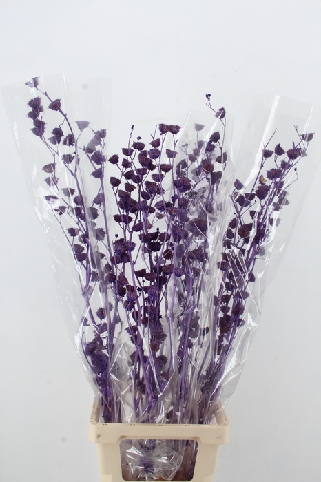 <h4>DF Lavatera Bs Purple 120g</h4>