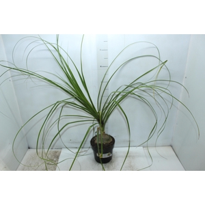 BEAUCARNEA P17