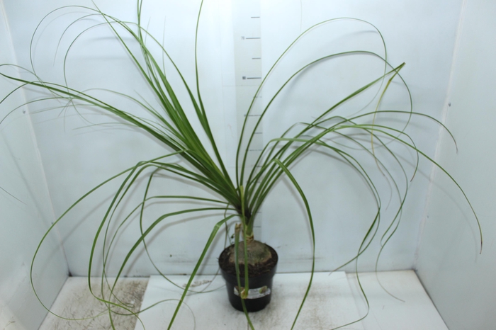 <h4>BEAUCARNEA P17</h4>