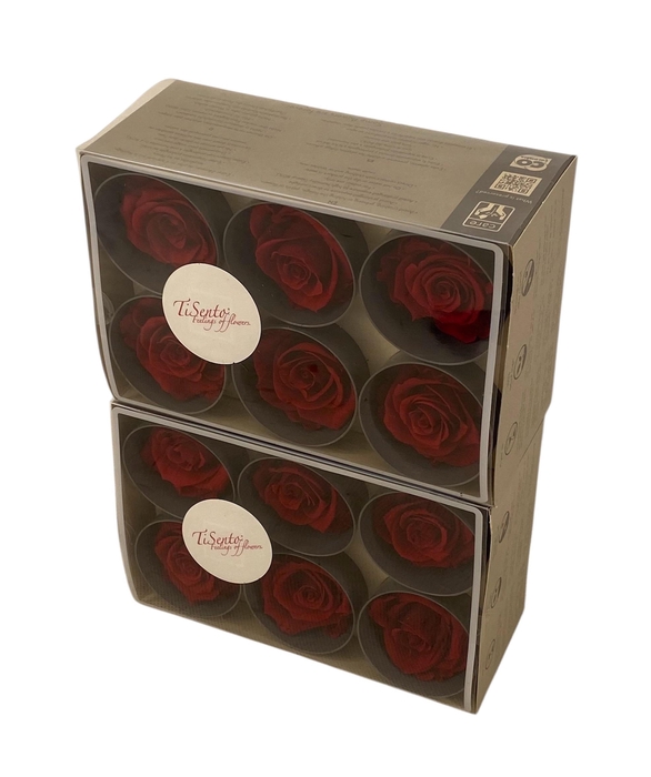 <h4>ARR ROSA POT H%</h4>