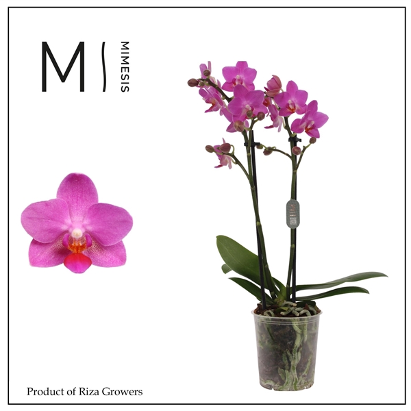 <h4>Mimesis Phal. Pink Flamingo - 2 spike 9cm</h4>