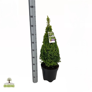 Buxus sempervirens Piramide 60-80