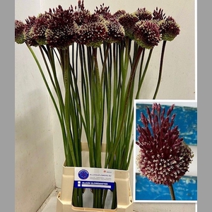 ALLIUM RED MOHICAN