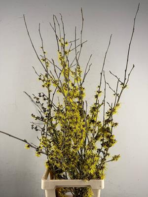 <h4>Hamamelis Pallida</h4>