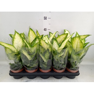 Dieffenbachia  'Camilla'