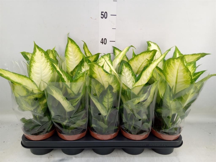 <h4>Dieffenbachia  'Camilla'</h4>
