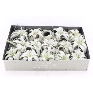 arr3 CP - Xerographica x15